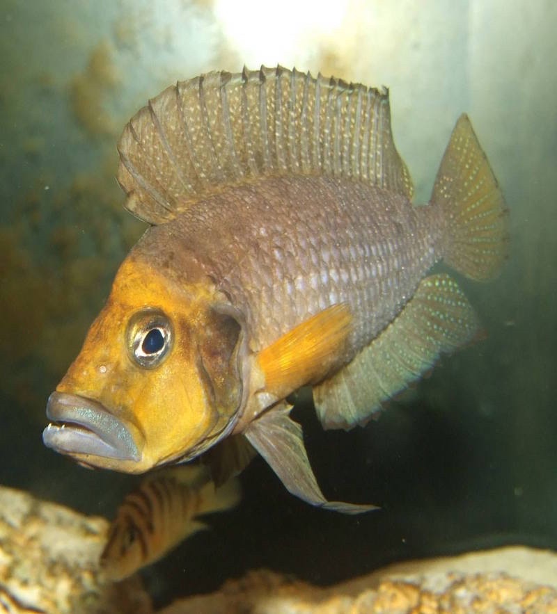 Altolamprologus compressiceps 'Kasanga'
